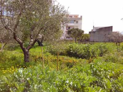 Bitonto, le piante che fanno bene all'uomo